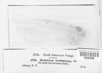 Calycina herbarum image